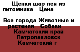 Щенки шар-пея из питомника › Цена ­ 15 000 - Все города Животные и растения » Собаки   . Камчатский край,Петропавловск-Камчатский г.